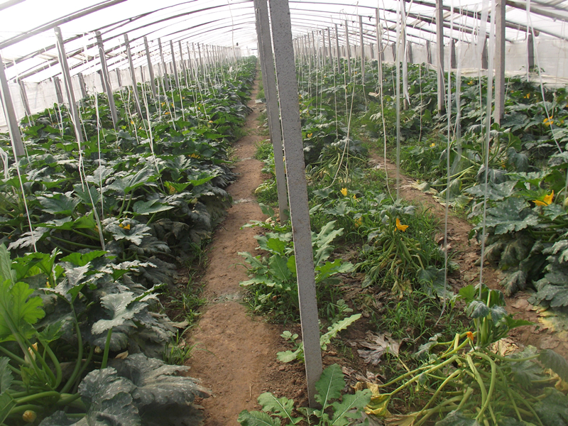 土壤養分速測儀可以檢測土壤酸堿度嗎 土壤養分速測儀可以檢測土壤酸堿度嗎