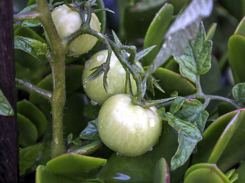如果農(nóng)作物缺少氮肥會有什么影響 如果農(nóng)作物缺少氮肥會有什么影響