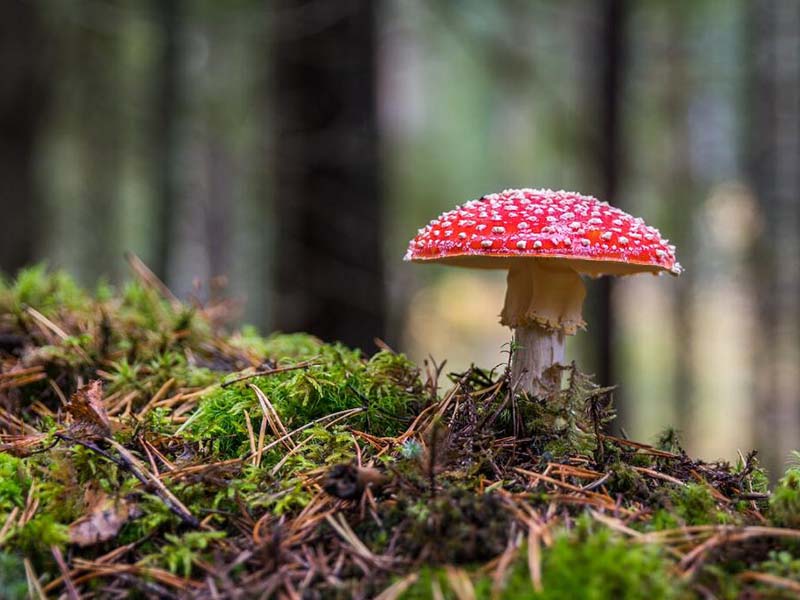 土壤養分檢測儀多少錢