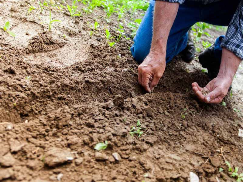土壤有機(jī)質(zhì)的定義、來源及作用