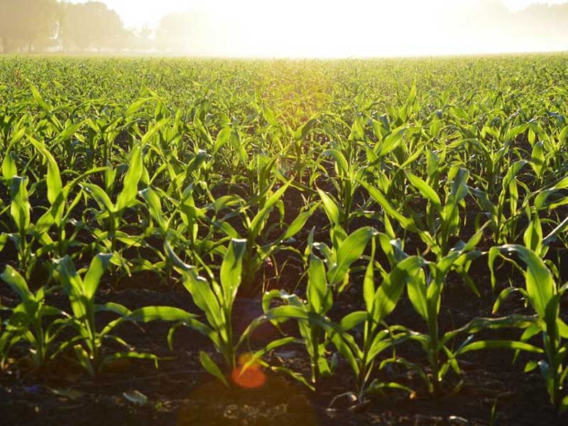 土壤有機質(zhì)檢測儀具體操作步驟