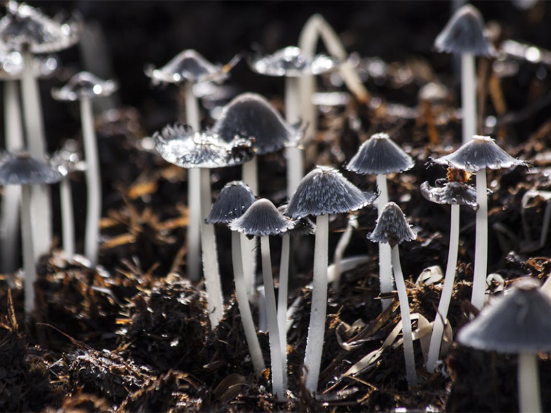 土壤檢測(cè)標(biāo)準(zhǔn)流程