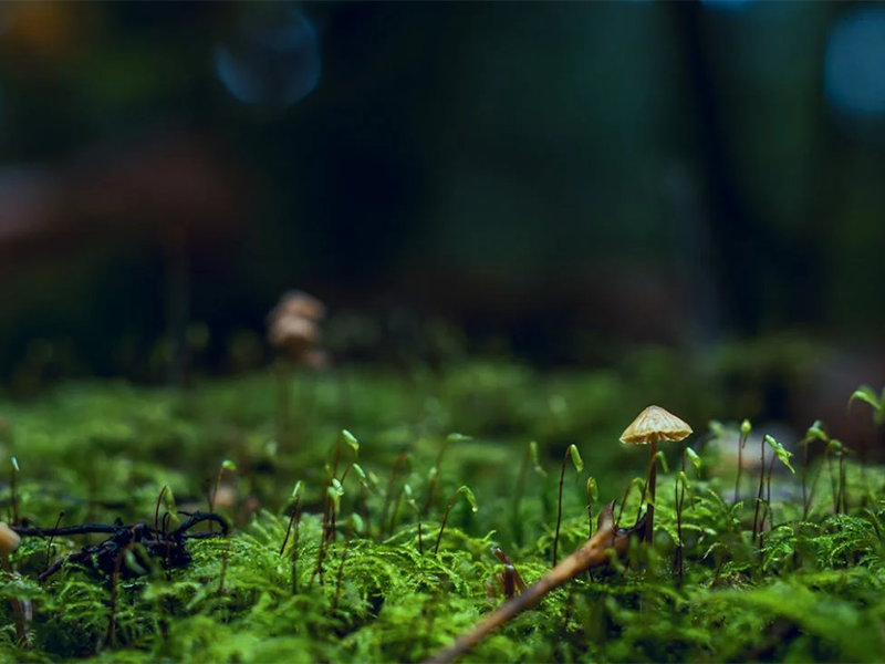 土壤重金屬檢測(cè)儀怎么用