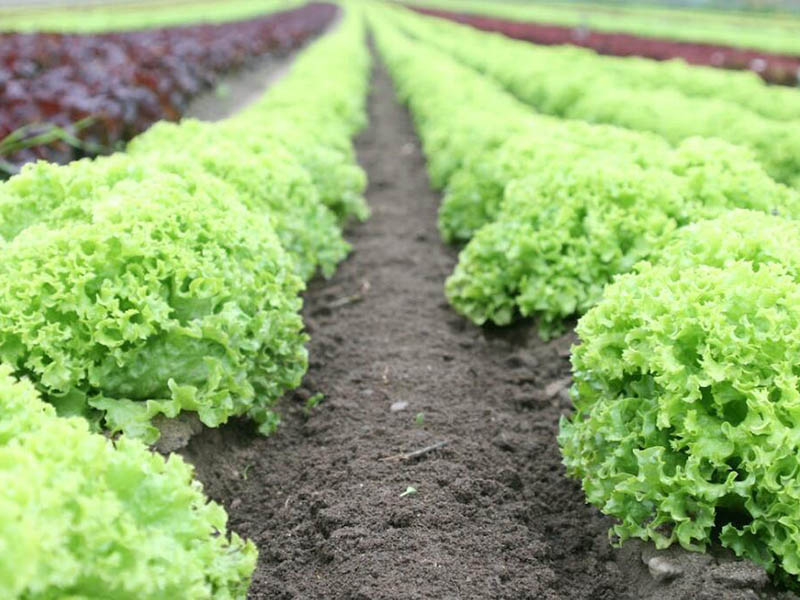 為什么冬季是土壤檢測的最佳時(shí)機(jī)