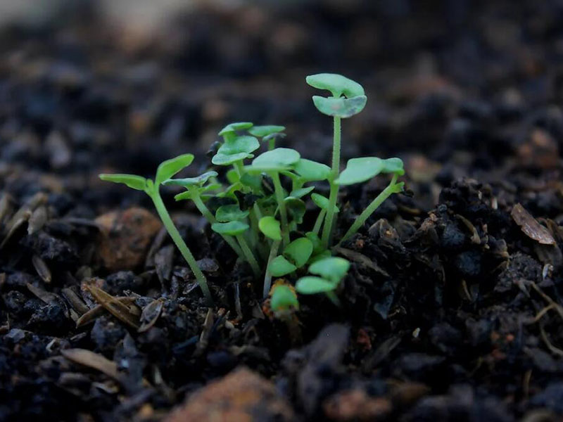土壤養分檢測儀操作流程
