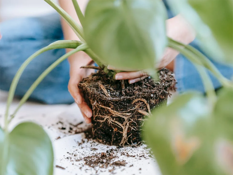 土壤八大項檢測包括什么