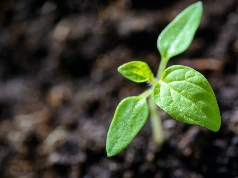 土壤常見重金屬污染指標有哪些