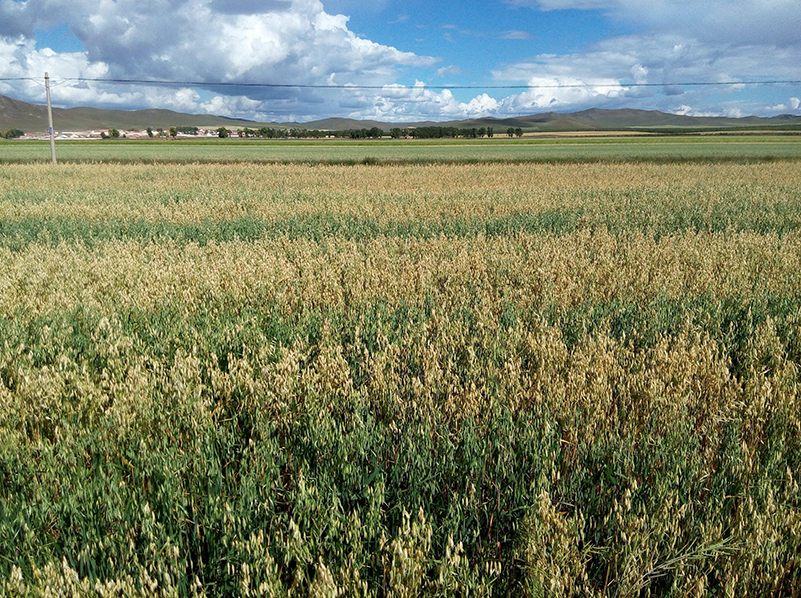 測(cè)土施肥儀 測(cè)土施肥儀