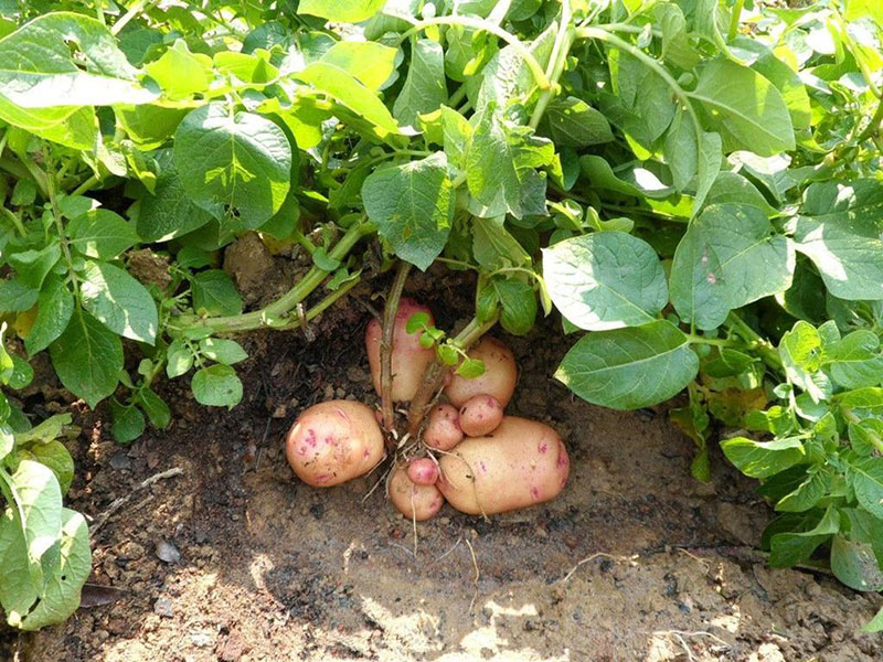 葉綠素測(cè)定儀指導(dǎo)馬鈴薯合理施肥 葉綠素測(cè)定儀指導(dǎo)馬鈴薯合理施肥