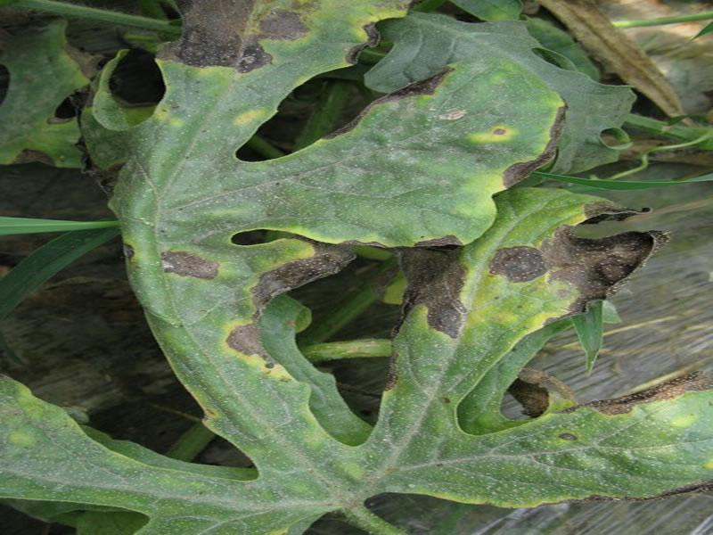 農(nóng)作物病害檢測(cè)儀，為農(nóng)戶提供便利