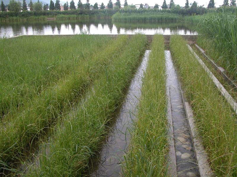 土壤水勢儀，檢測灌溉區域水分含量