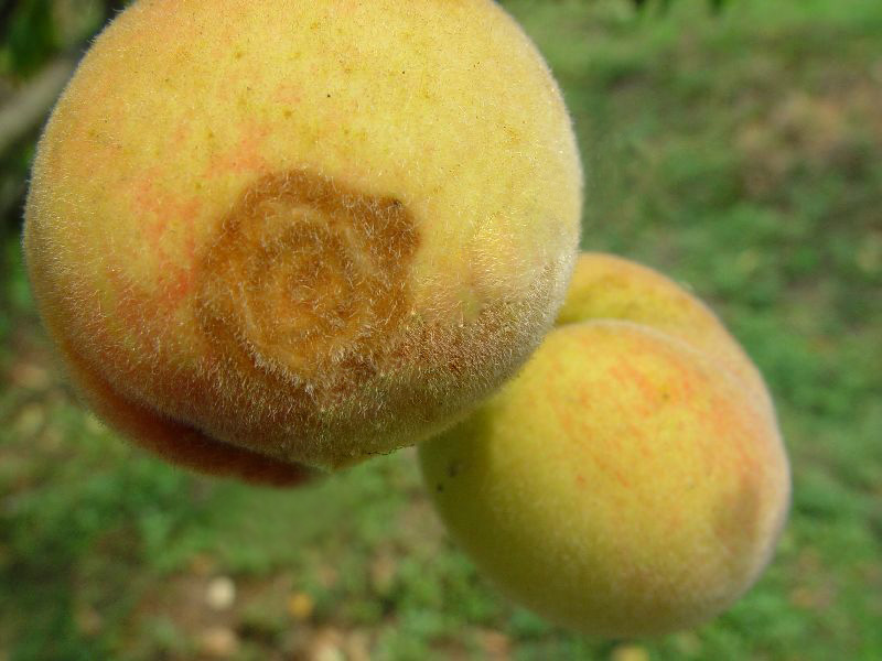 桃子腐爛有霉斑是什么原因 桃子腐爛有霉斑是什么原因