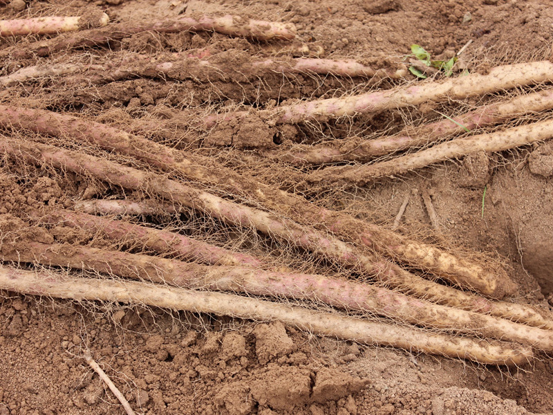 土壤養分檢測儀：山藥適合在怎樣的土地上生長