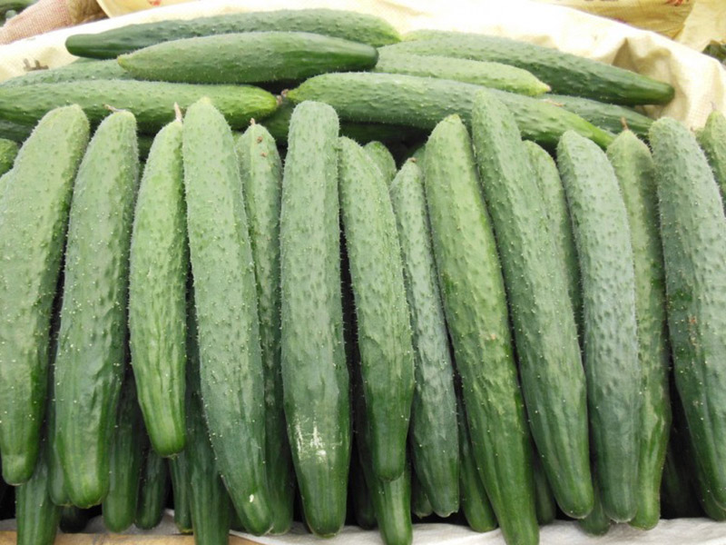 黃瓜的葉子發黃之后,要怎么解決 黃瓜的葉子發黃之后,要怎么解決